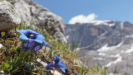 Südtirol - die Seiser Alm gemütlich erwandern