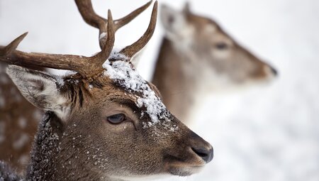 Schneeschuhwandern im Antholzertal