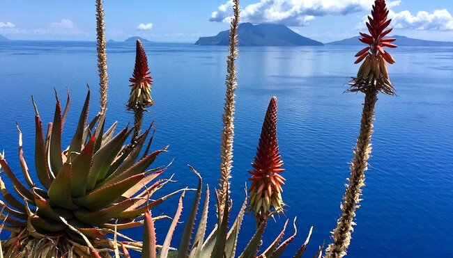 Filicudi - Ausblick aufs Meer mit Aloe Vera im Vordergrund