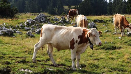 Lechweg - gemütlich vom Formarinsee zu den Märchenschlössern Füssens