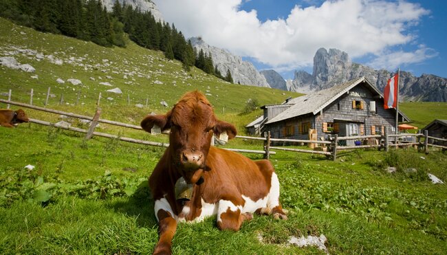 Stuhlalm mit Kuehen