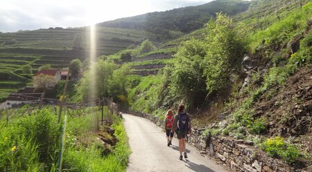 Weinberge Wanderer