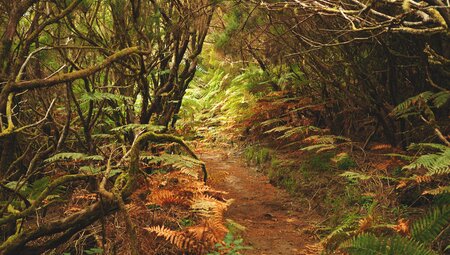 Madeira individuell- quer über die Insel wandern