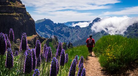 Wanderer auf Madeira mit blühendem Natternkopf