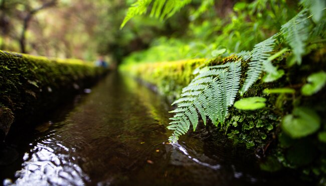 Levada mit Farnblatt auf Madeira