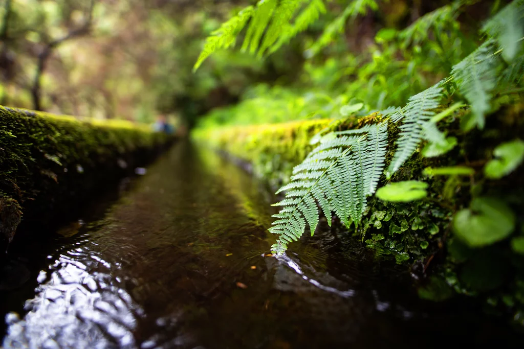 Madeira individuell - der Levada Trek