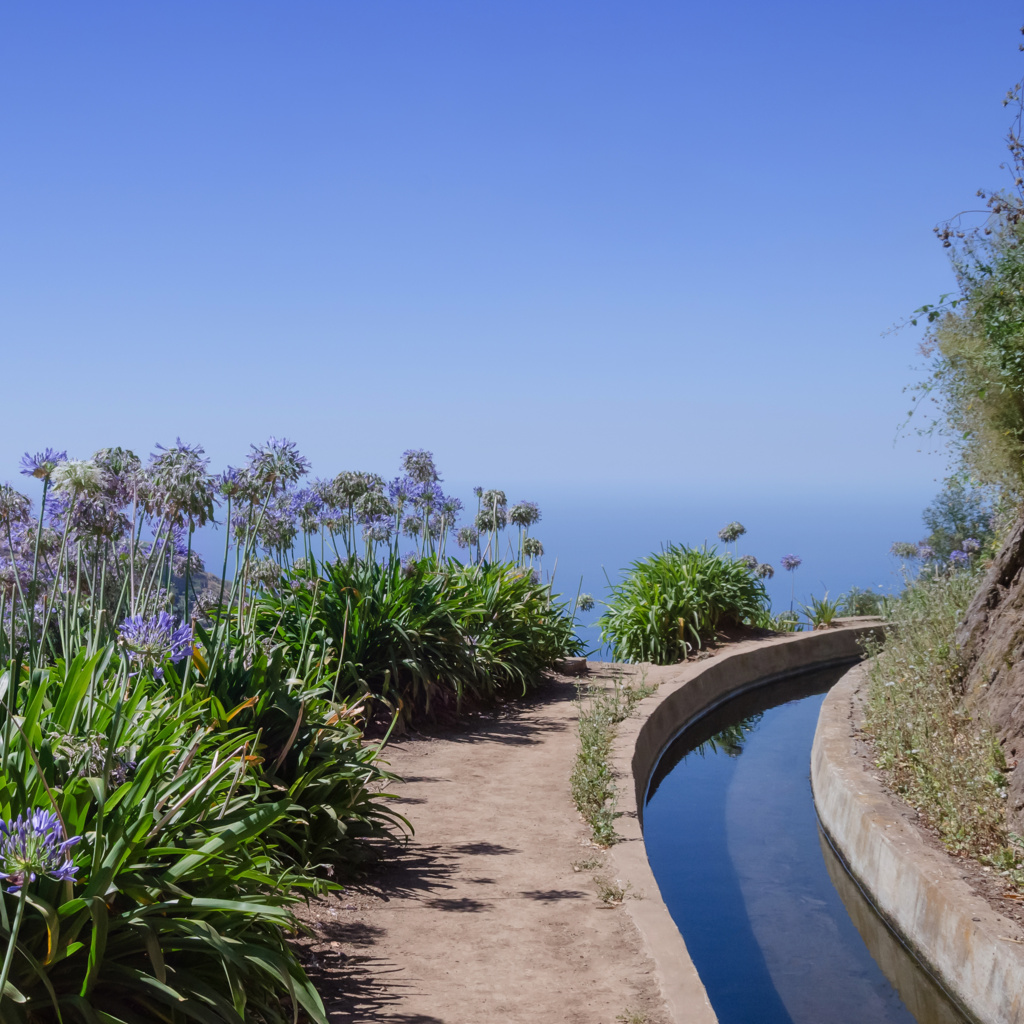Madeira Blumenlevada | © shutterstock_773374258 Blumenbestandene Levada auf Madeira | © shutterstock_773374258
