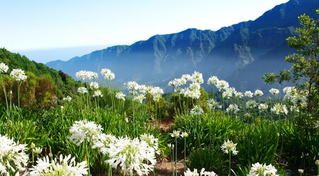 Madeira Blumenwiese