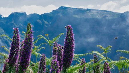 Madeira für Singles und Alleinreisende