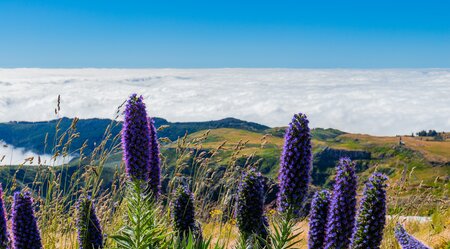 Natternkopfblüte auf Madeira