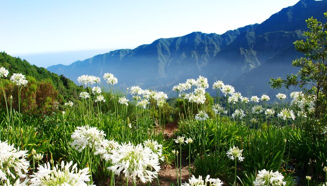 Madeira Blumenwiese