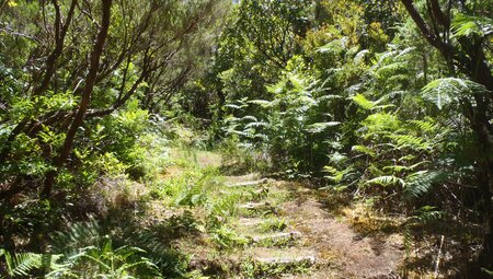 Madeira auf unbekannten Pfaden erwandern