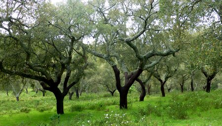 Den Alentejo auf unbekannten Pfaden erwandern