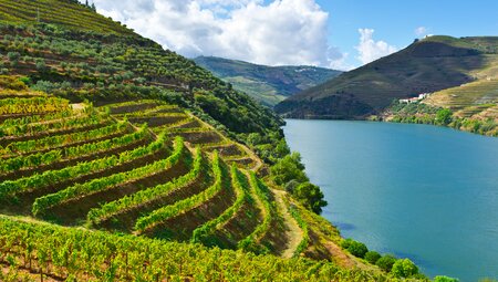 Weinberge