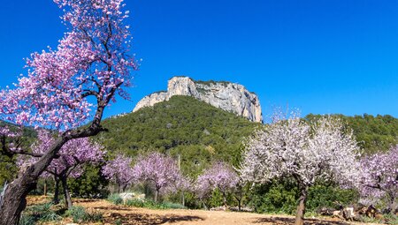 Wanderopening zur Mandelblüte auf Mallorca