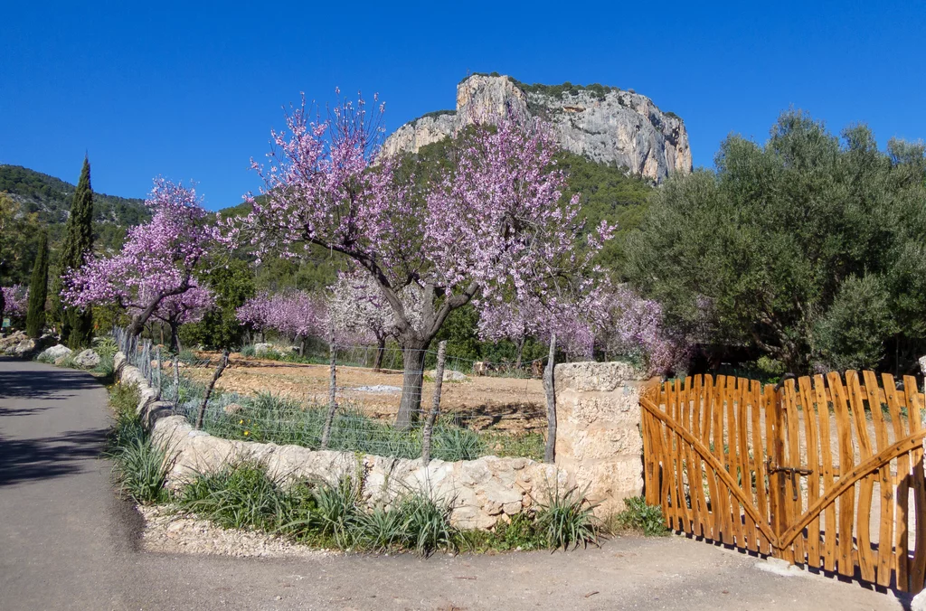 Jahreswechsel auf dem ländlichen Mallorca