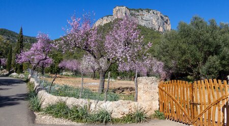 Jahreswechsel auf dem ländlichen Mallorca