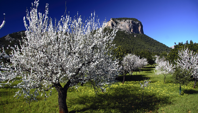 Mallorca zur Mandelblüte erwandern