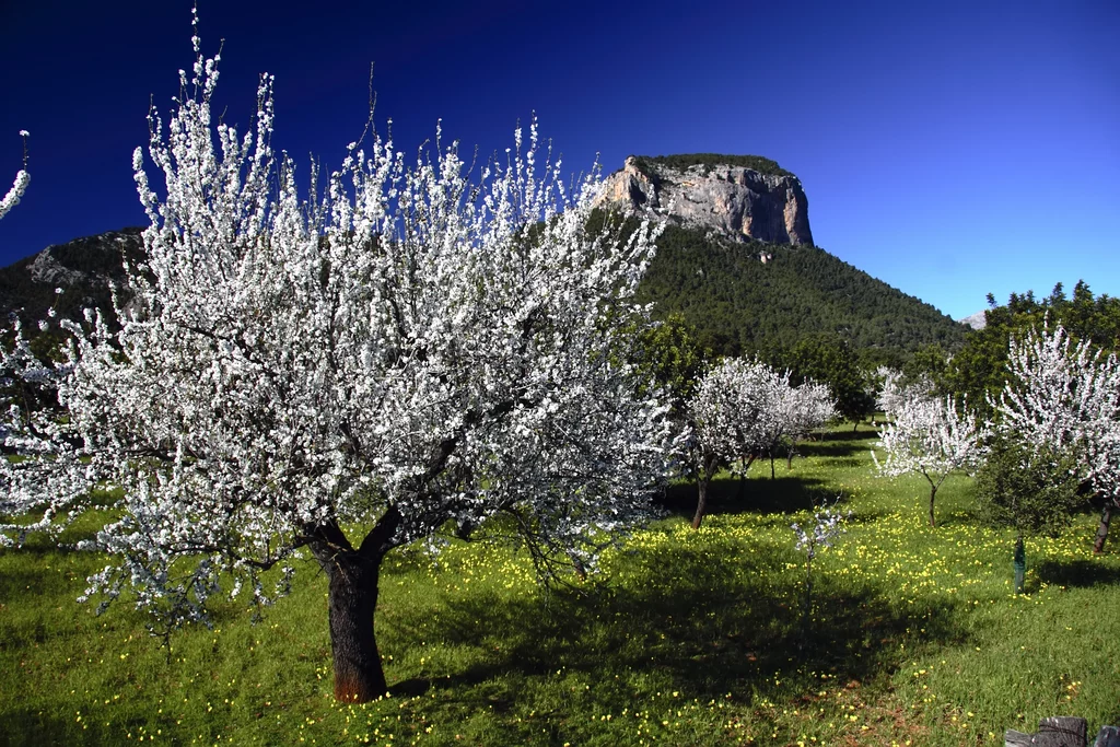 Mallorca zur Mandelblüte erwandern