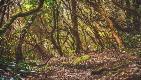 Teneriffas Highlights erwandern