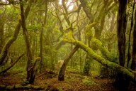 Lorbeerwald | © shutterstock_317878916