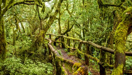 Garajonay Nationalpark