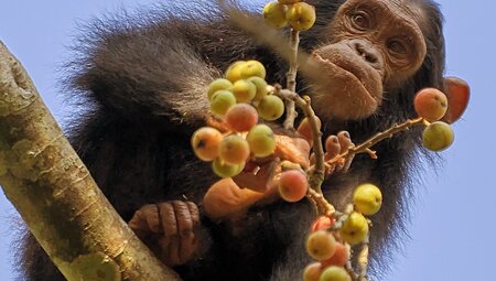 Primaten Safari in Uganda - Individuelles Abenteuer 