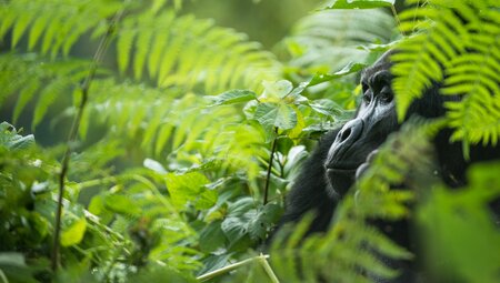 Primaten Safari in Uganda - Individuelles Abenteuer 