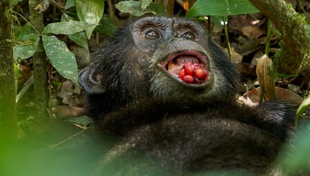 Primaten Safari in Uganda 