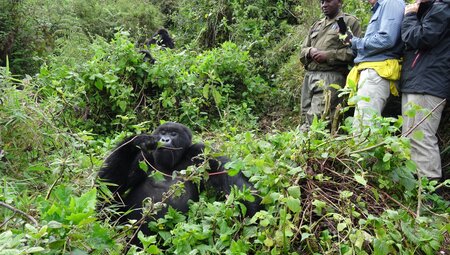Primaten Safari in Uganda in der Gruppe