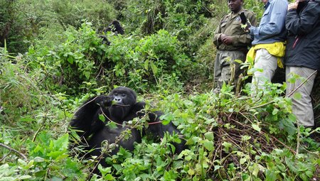 Primaten Safari in Uganda 