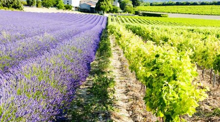 Frankreich Provence Lavendel