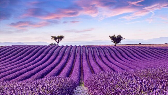 Frankreich Provence Lavendelfelder
