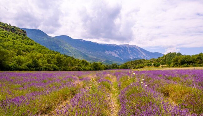 Frankreich Provence Lavendelfeld