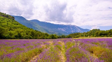 Die Provence für Genießer - Faszination der mediterranen Lebensart