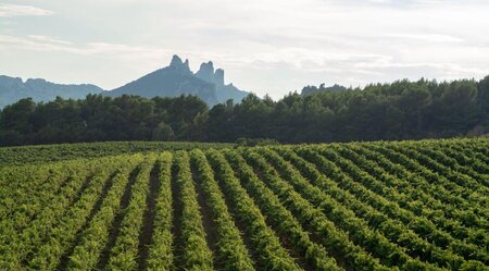 Frankreich Provence Wein
