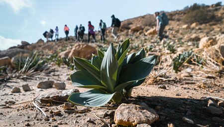 Jordan Trail - Dana to Petra Trek, Wadi Rum und das Tote Meer
