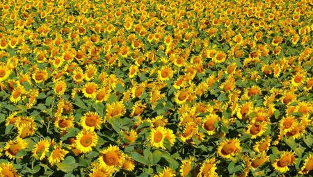 Katalonien - Gebirge und Meer mit Mittelalter-Flair - Vulkane & das Meer für Genießer