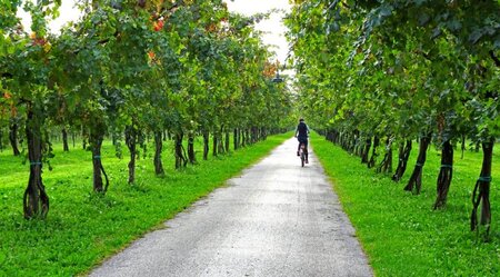 Prosecco-Sternfahrt Venetien - Im Land des Weines und der Villen