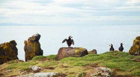 Küstenwandern Schottland - Kingdom of Fife