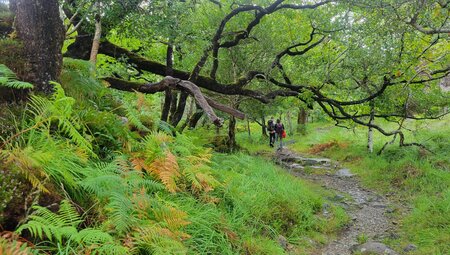 8-tägige individuelle Wanderung auf dem Kerry Way