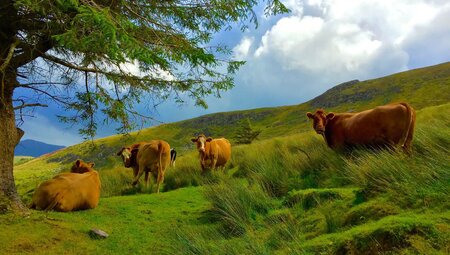 8-tägige individuelle Wanderung auf dem Kerry Way