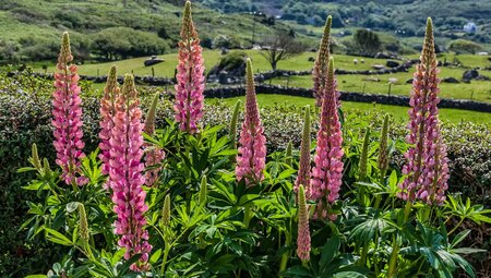 10‑tägige Selbstgeführte Wanderung auf dem Dingle Way