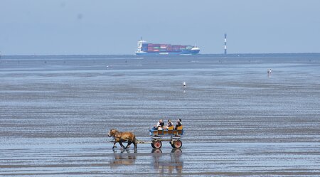 Cuxhaven Pferdekutsche