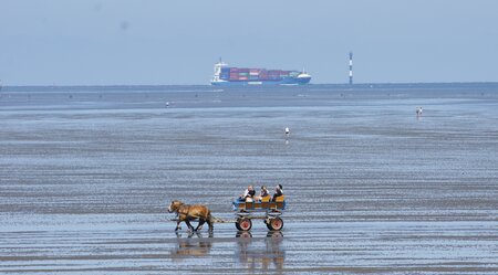 Cuxhaven Pferdekutsche
