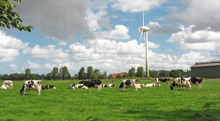 Ostfriesland Kuhwiese