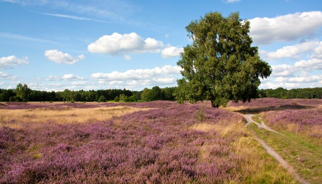 Lüneburger Heide