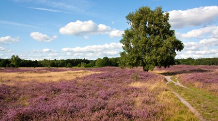 Die Lüneberger Heide - auf den Spuren von Hermann Löns