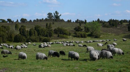 Lüneburger Heide Schaff