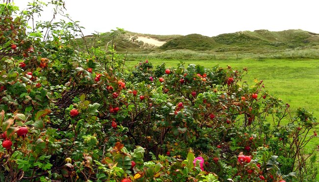 Ostfriesische Impressionen - Mit Gelegenheit zur Radtour auf der Insel Norderney